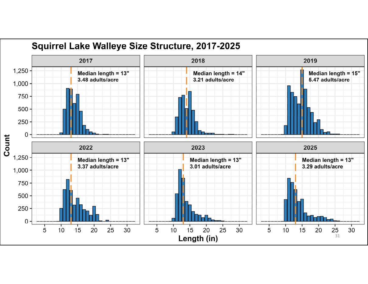 Six histograms of walleye count by length (in) for 2017, 2018, 2019, 2022, 2023 and 2025, each marked with its median length and adults per acre.