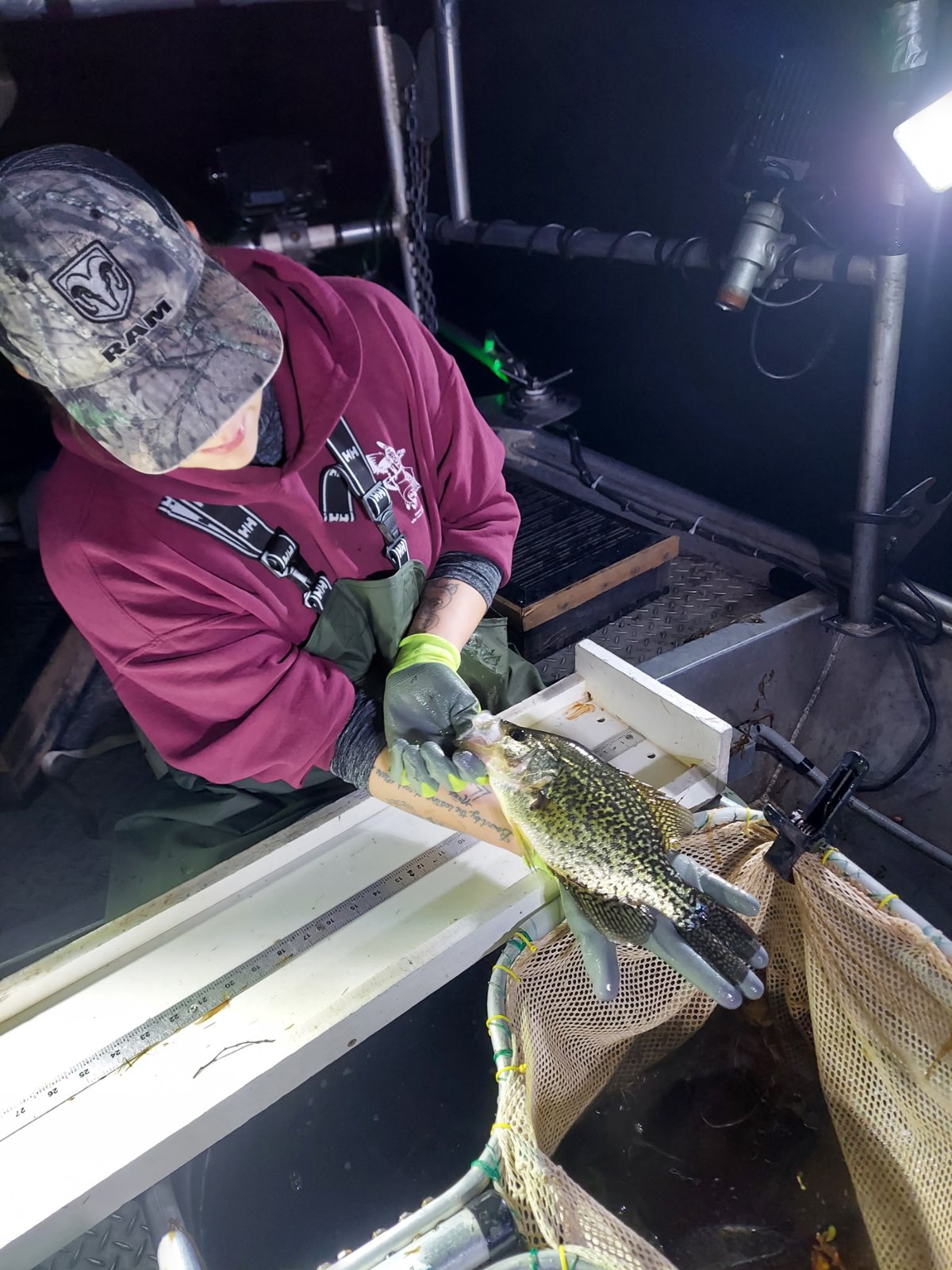 A crew member holds a black crappie on the measuring board over the net.