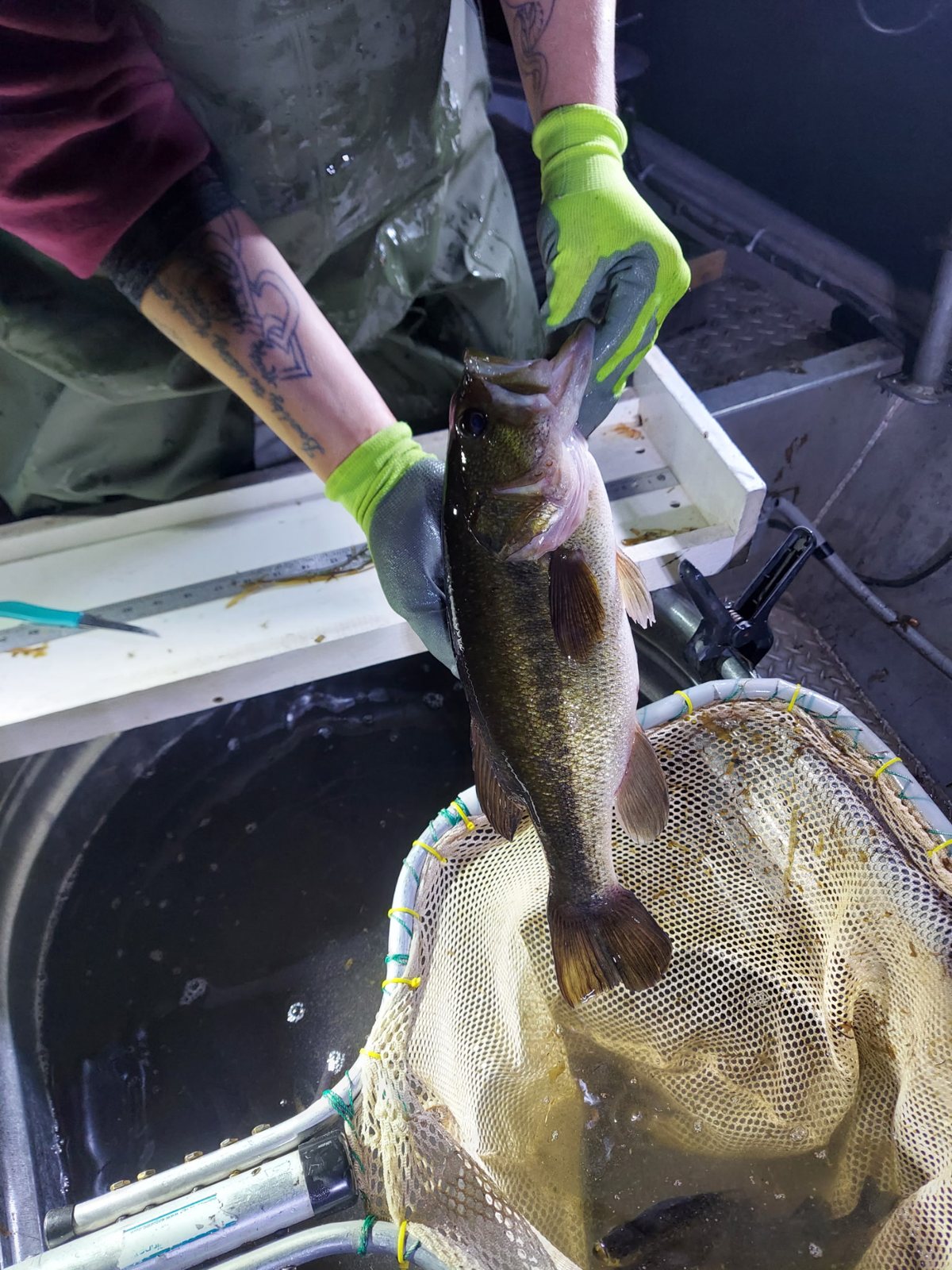 A crew member holds up a largemouth bass over the net on the boat.
