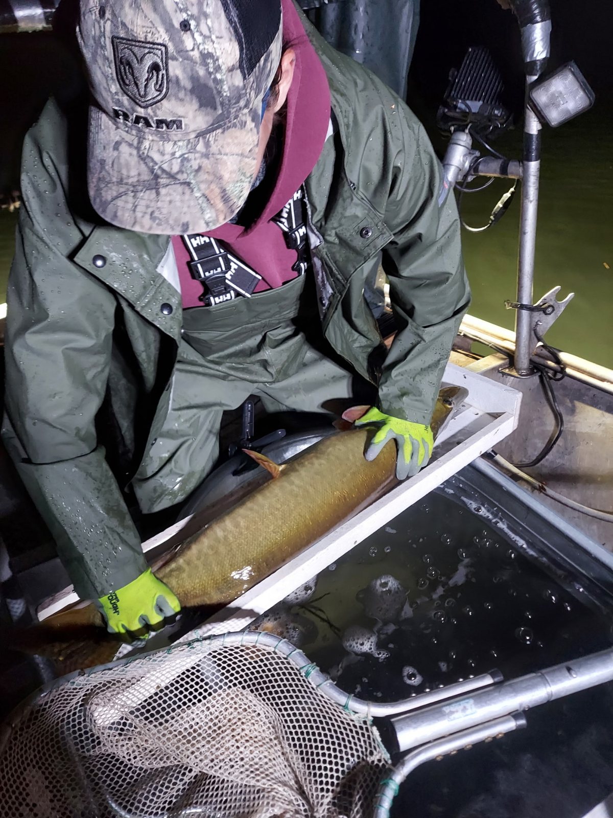 A crew member in rain gear lays a musky on the measuring board on the boat at night.