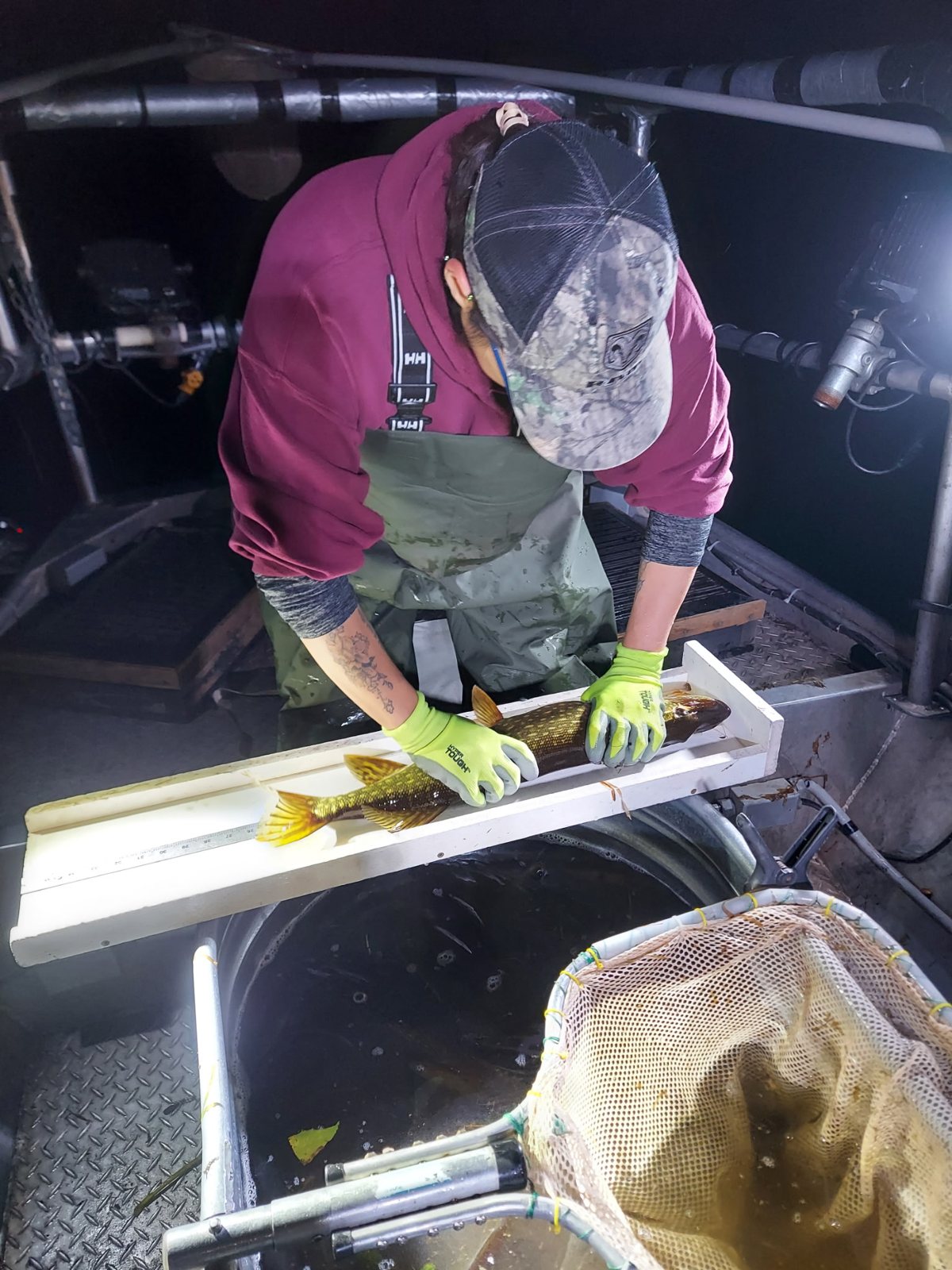 A crew member in green gloves lays a walleye on a measuring board on the boat.