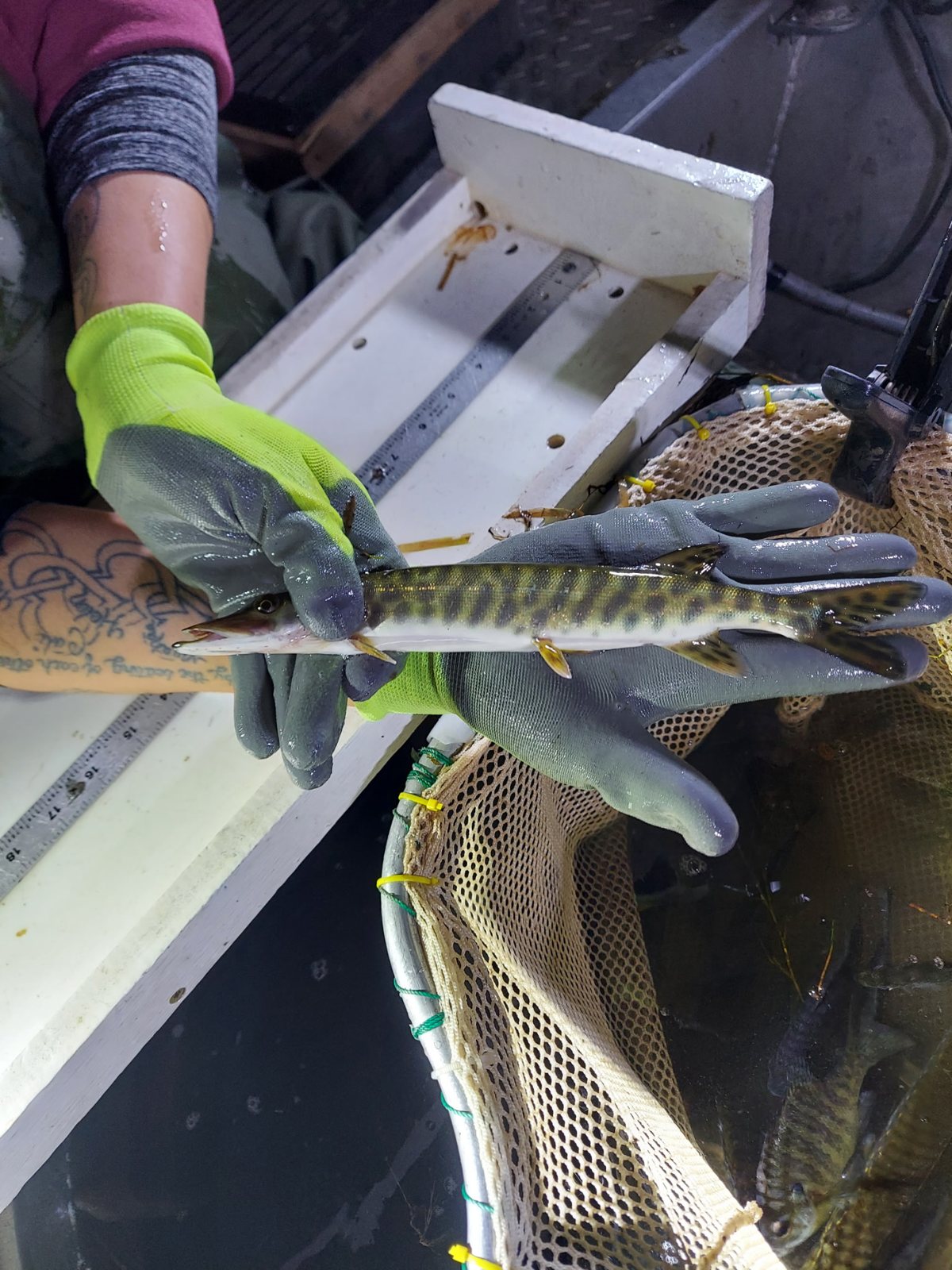 Gloved hands hold a young musky with dark bars over the net.