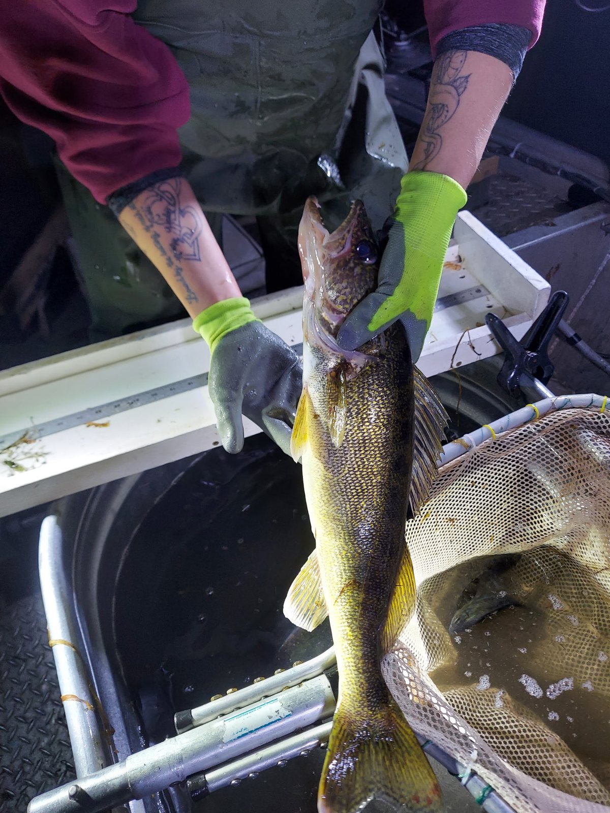 A survey crew member in green gloves holds up a walleye over a measuring board on a boat at night.